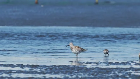 Great knot foraging in japan Stock Footage 337227599