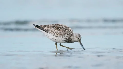 Great knot foraging in japan Stock Footage 338172472