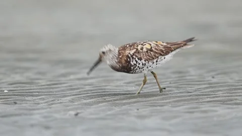 Great Knot foraging in japan Video stock 342023923