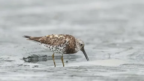 Great Knot foraging in japan Видео 342024071