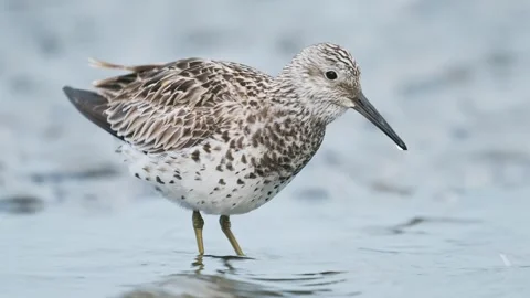 Great knot foraging (slow motion) Stock Footage 338172745