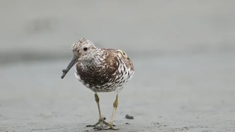 Great Knot foraging (slow motion) Stock-Footage 342024020