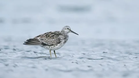 Great knot preening (slow motion) Stock Footage 338172548