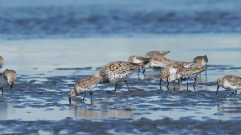 Great knot taking off (slow motion) Stock Footage 337227600