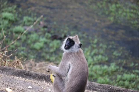A great langur monkey looking at camera in zoo Stock Photos