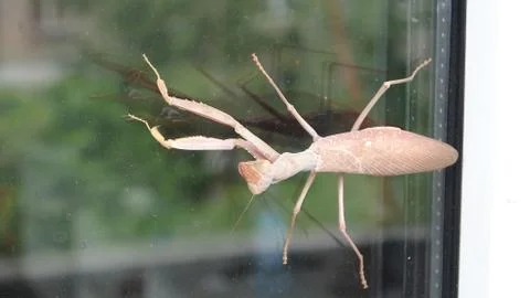 Great mantis sitting on the window Stock Photos