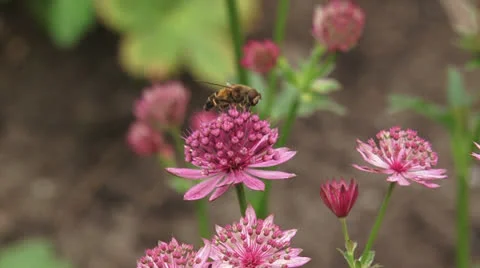 Great masterwort, Astrantia maxima in bloom + hoverfly pollinator 02 Stock Footage 24765929