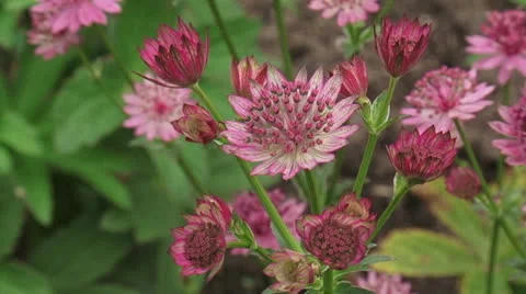 Great masterwort, Astrantia maxima  in bloom + buds - close up Stock Footage 24806931