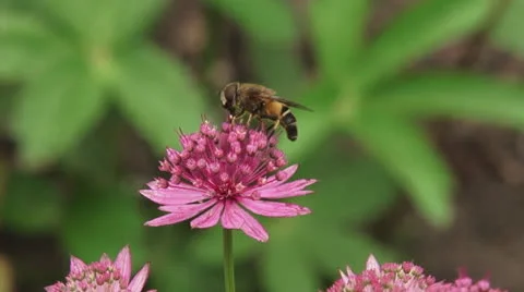 Great masterwort, Astrantia maxima in bloom + hoverfly - close up Stock Footage 24886461