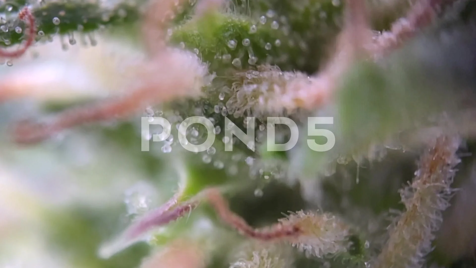 Cannabis trichomes under a microscope, f, Stock Video