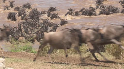 The Great Migration in Africa Stock Footage 167713771