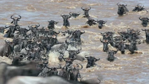 The Great Migration in Africa Stock Footage 167713778