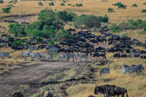 Great migration - Kenya Foto stock