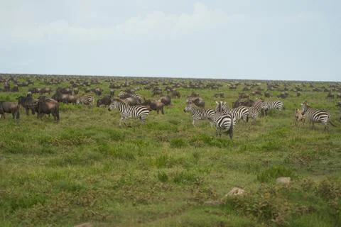 Great Migration Serengeti Gnu Wildebeest Zebra Connochaetes taurinus Stock Photos