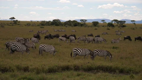 Great Migration Serengeti, Zebras and Wildebeest. Camera follow smooth Stock Footage 146966660