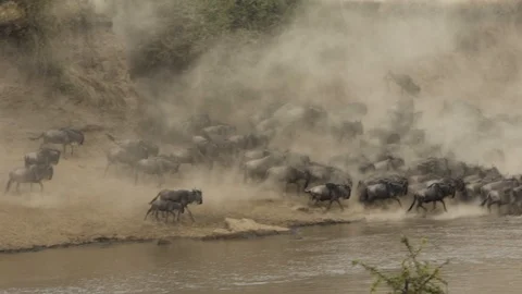 The Great Migration in slow motion Stock Footage 107211876