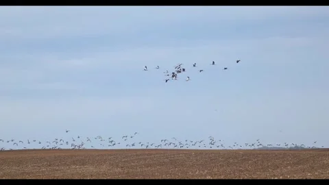 The Great Migration: Thousands of Common Cranes and Geese in Hortobgy Natio.. Stock Footage 334715770