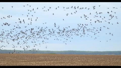 The Great Migration: Thousands of Common Cranes and Geese in Hortobgy Natio.. Stock Footage 334715837