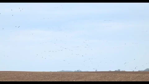 The Great Migration: Thousands of Common Cranes and Geese in Hortobgy Natio.. Stock Footage 334715886