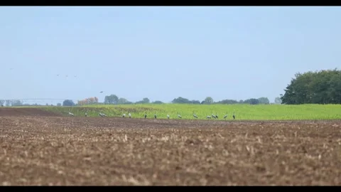 The Great Migration: Thousands of Common Cranes and Geese in Hortobgy Natio.. Stock Footage 334715938