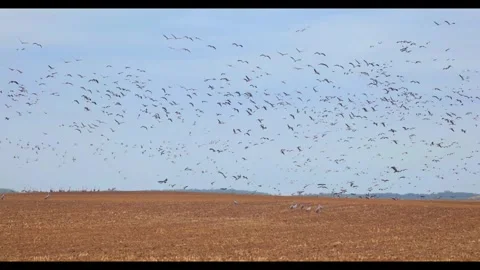The Great Migration: Thousands of Common Cranes and Geese in Hortobgy Natio.. Stock Footage 334715951