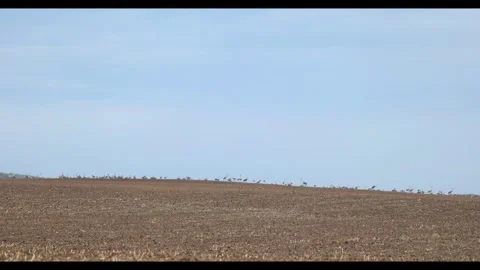 The Great Migration: Thousands of Common Cranes and Geese in Hortobgy Natio.. Stock Footage 334715952