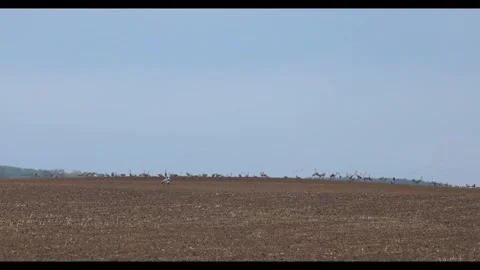 The Great Migration: Thousands of Common Cranes and Geese in Hortobgy Natio.. Stock Footage 334715960