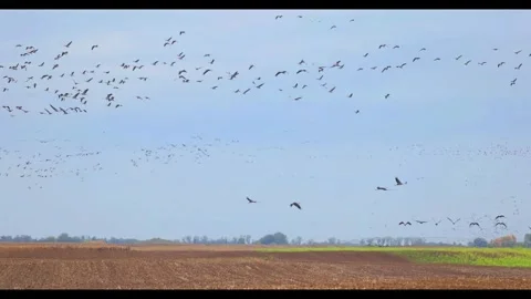 The Great Migration: Thousands of Common Cranes and Geese in Hortobgy Natio.. Stock Footage 334715963