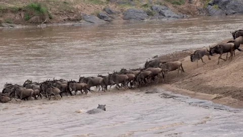 The Great Migration - Wildebeest in Africa Stock Footage 162702909
