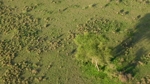 Great Migration wildebeest herd from hot air balloon, Serengeti, Tanzania 库存影片 330409440