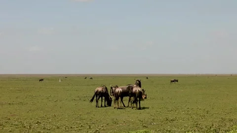 Great Migration wildebeest herd in Ndutu, Serengeti, Tanzania 库存影片 330422895