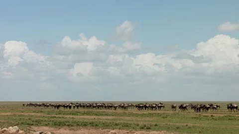 Great Migration wildebeest herd in Ndutu, Serengeti, Tanzania 库存影片 330423038