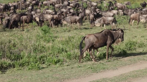Great Migration wildebeest herd in Ndutu, Serengeti, Tanzania 库存影片 330423367