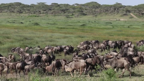 Great Migration wildebeest herd in Ndutu, Serengeti, Tanzania Stock-Footage 330423472