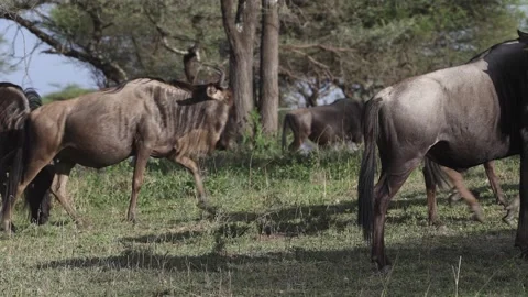 Great Migration wildebeest herd in Ndutu, Serengeti, Tanzania 库存影片 330423489