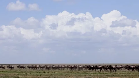 Great Migration wildebeest herd in Ndutu, Serengeti, Tanzania 库存影片 330423532