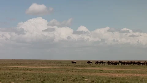 Great Migration wildebeest herd in Ndutu, Serengeti, Tanzania Stock-Footage 330423661