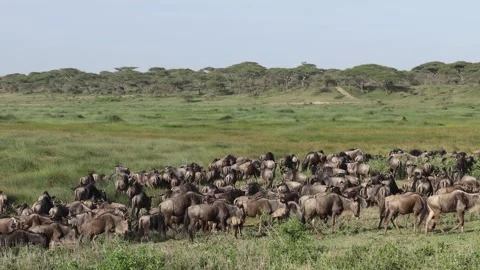 Great Migration wildebeest herd in Ndutu, Serengeti, Tanzania 库存影片 330423680