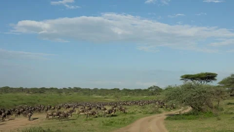 Great Migration wildebeest herd in Ndutu, Serengeti, Tanzania Stock-Footage 330423693