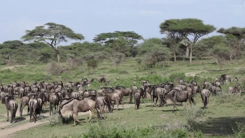 Great Migration wildebeest herd in Ndutu, Serengeti, Tanzania Video stock 330423745
