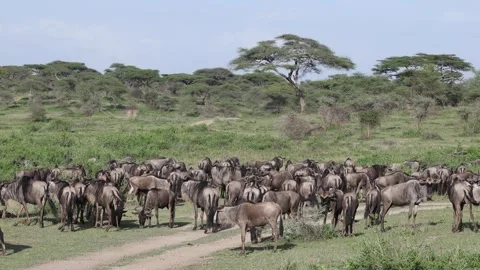 Great Migration wildebeest herd in Ndutu, Serengeti, Tanzania Stock Footage 330423798