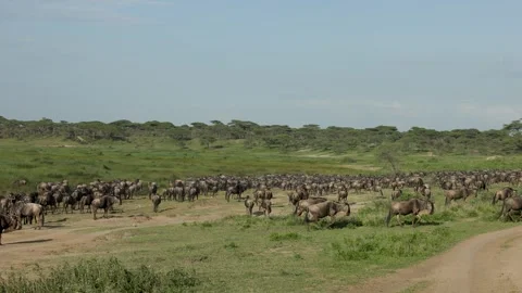 Great Migration wildebeest herd in Ndutu, Serengeti, Tanzania Stock Footage 330423802