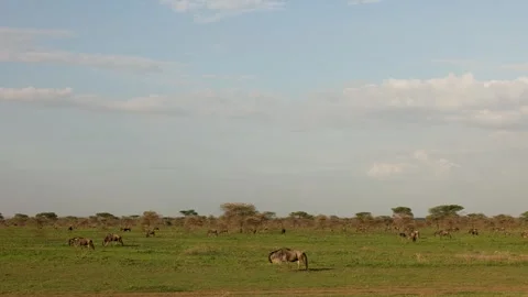 Great Migration wildebeest herd in Ndutu, Serengeti, Tanzania 库存影片 330423836