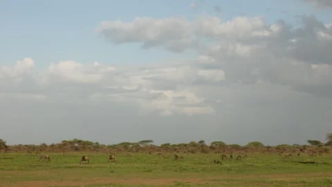 Great Migration wildebeest herd in Ndutu, Serengeti, Tanzania 库存影片 330424006