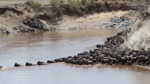 Great Migration Wildebeest Mara River Crossing 스톡 동영상 117547206
