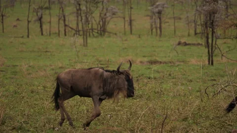 Great Migration Wildebeest, Serengeti Stock Footage 146978281