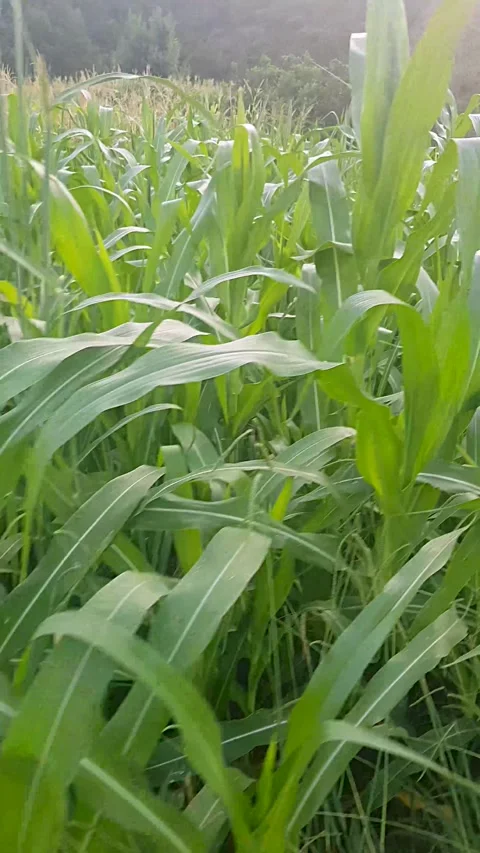 Great millet in its acres Stock Footage 248936170