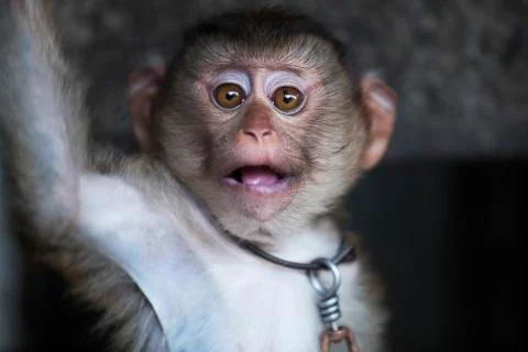 The great monkeys eyes colored  Stock Photos