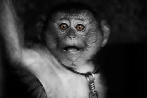 The great monkeys eyes  Stock Photos