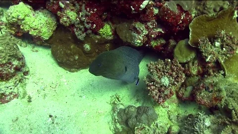 Great moray  (Gymnothorax javanicus) with cleaning fish in Red sea Egypt Stock Footage 80392017